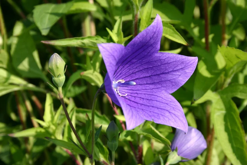 Platycodon grandiflorus 'Fuji Blue' (Großblütige Garten-Ballonblume)