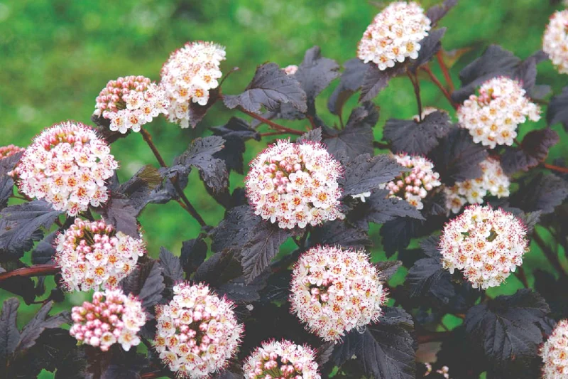 Physocarpus opulifolius 'Diabolo' ® (Virginia-Blasenspiere)