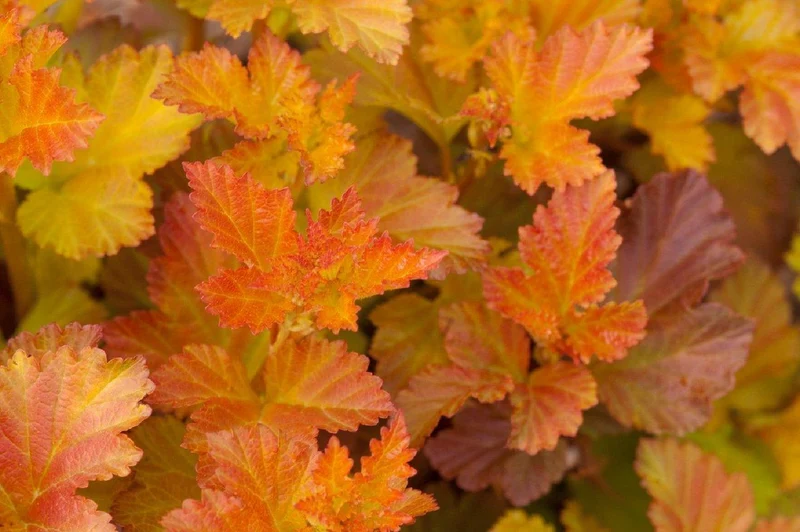 Physocarpus opulifolius 'Amber Jubilee' (Virginia-Blasenspiere)