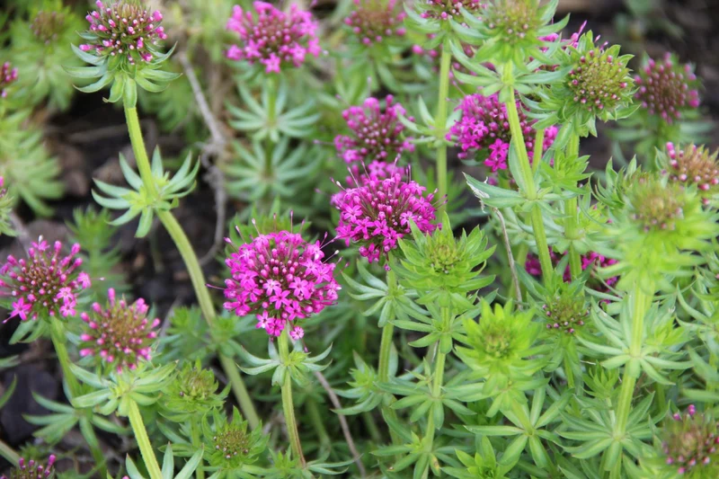 Phuopsis stylosa 'Purpurglut' (Garten-Scheinwaldmeister)