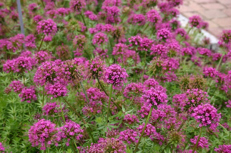 Phuopsis stylosa 'Purpurglut' (Garten-Scheinwaldmeister)