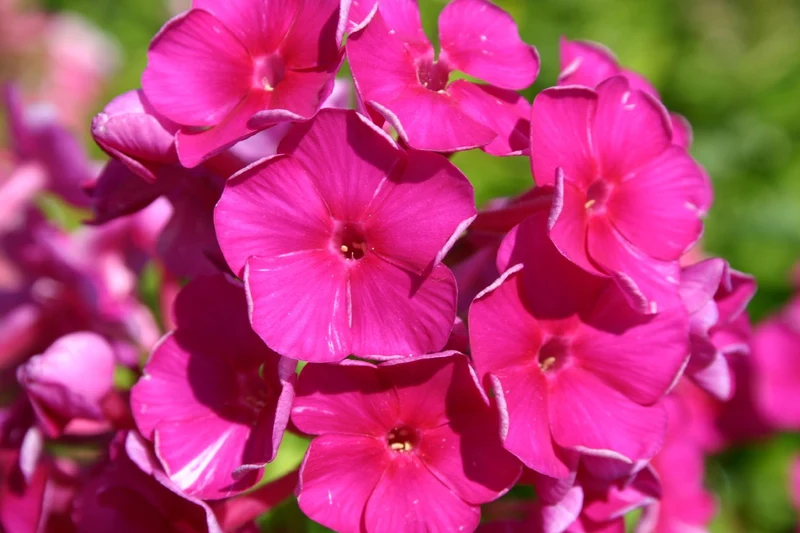 Phlox paniculata 'Sweet Summer Wine' ® (Hohe Flammenblume)