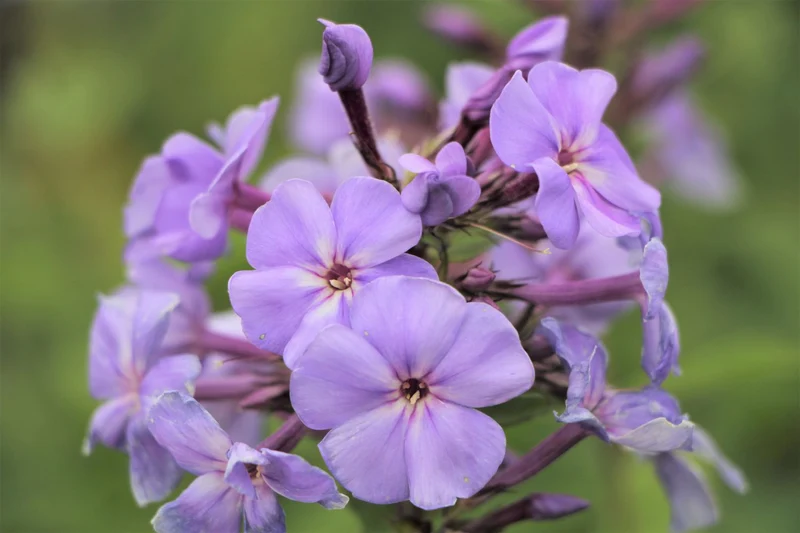 Phlox paniculata 'Sweet Summer Ocean' ® (Hohe Garten-Flammenblume)