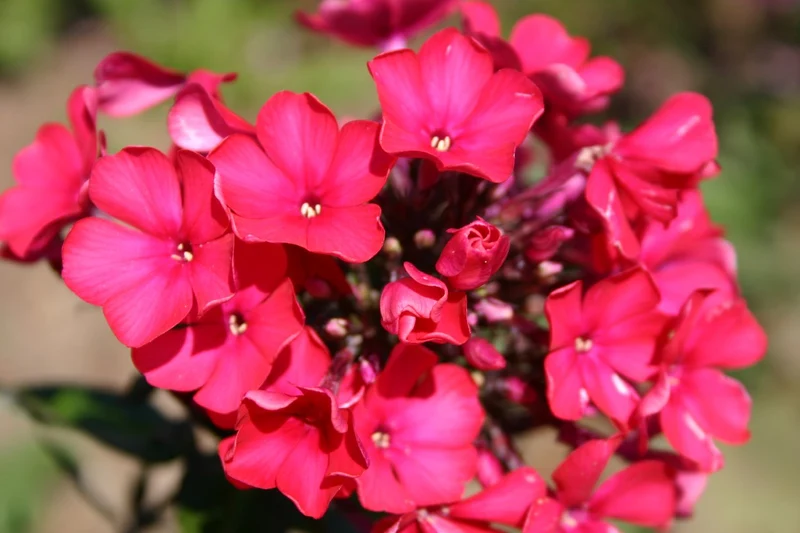 Phlox paniculata 'Starfire' (Hohe Garten-Flammenblume)