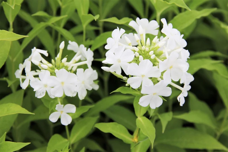 Phlox paniculata 'Fujiyama' (Hohe Garten-Flammenblume)