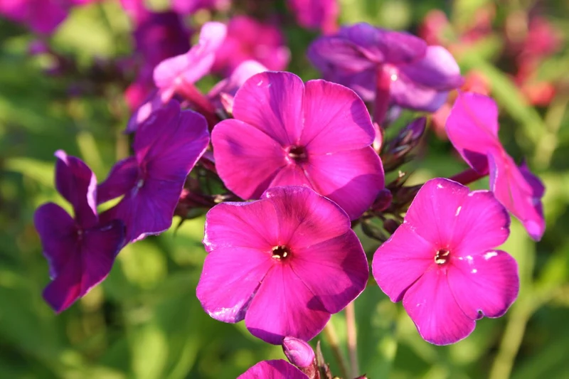 Phlox paniculata 'Düsterlohe' (Hohe Garten-Flammenblume)
