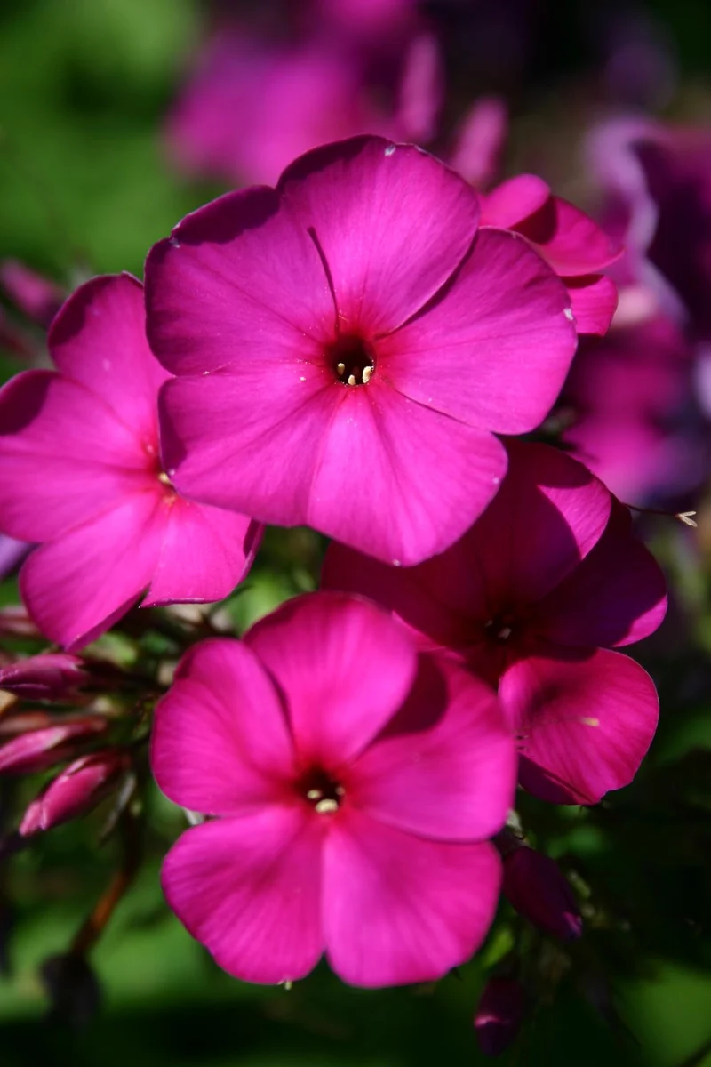Phlox paniculata 'Düsterlohe' (Hohe Garten-Flammenblume)