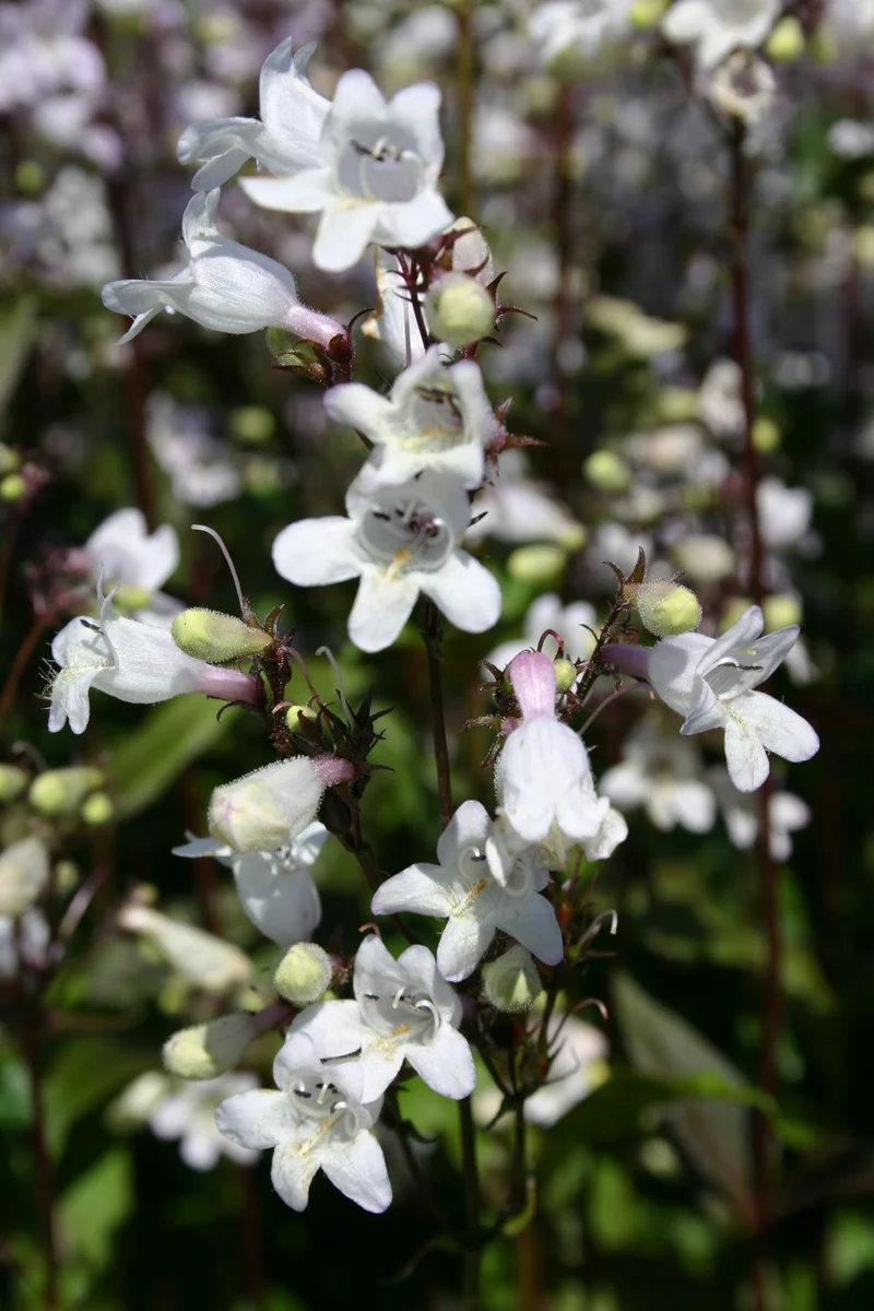 Penstemon digitalis 'Husker's Red' (Fingerhutblütiger Garten-Bartfaden)