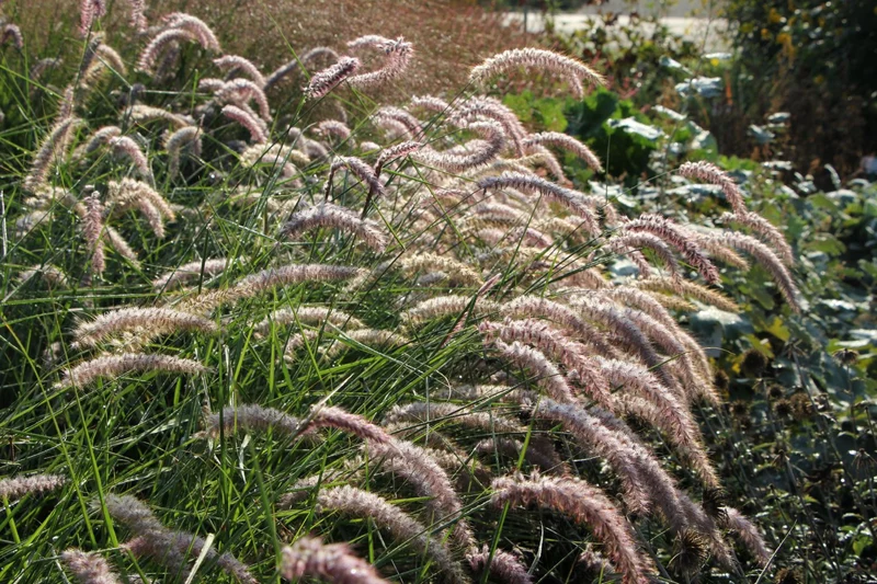 Pennisetum orientale 'Karley Rose' ® (Federborstengras / Lampenputzergras)
