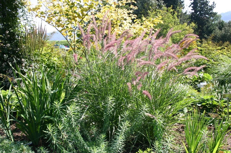 Pennisetum orientale 'Karley Rose' ® (Federborstengras / Lampenputzergras)