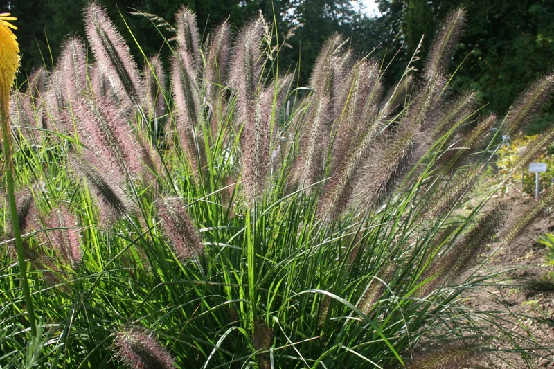 Pennisetum alopecuroides var.viridescens (Federborstengras | Lampenputzergras)