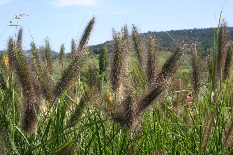Pennisetum alopecuroides var.viridescens (Federborstengras | Lampenputzergras)