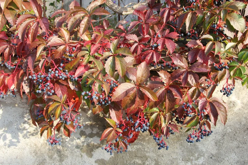 Parthenocissus quinquefolia 'Engelmannii' (Engelmanns-Wilder-Wein)
