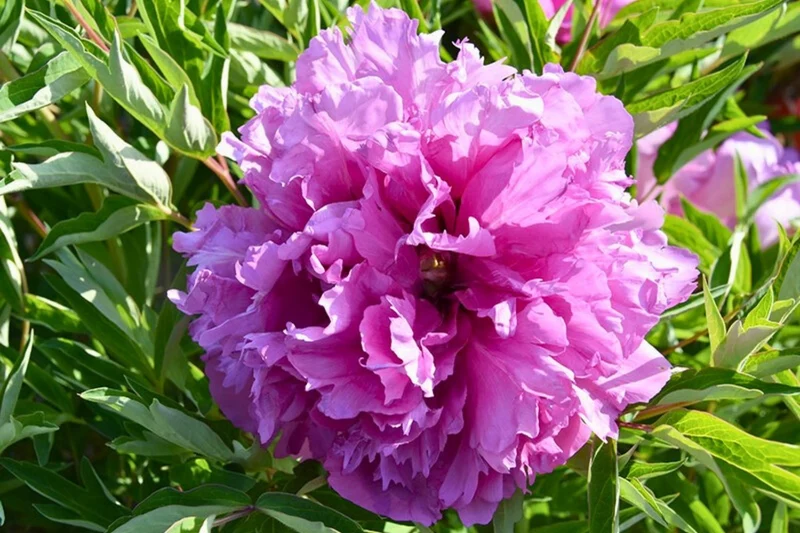 Paeonia rockii 'Lan Hai Feng Yun' (Strauchpfingstrose 'Sturm des blauen Ozeans')