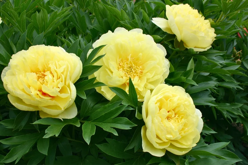Paeonia Lutea-Hybr. 'High Noon' (Strauchpfingstrose)