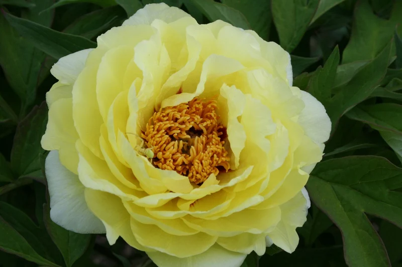 Paeonia Lutea-Hybr. 'High Noon' (Strauchpfingstrose)