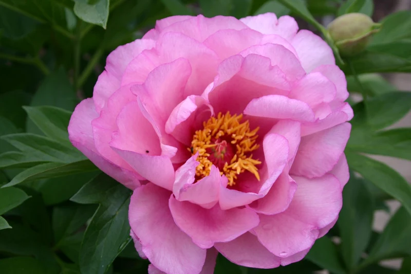 Paeonia Itoh-Hybride 'First Arrival' (Intersektionelle Pfingstrose)