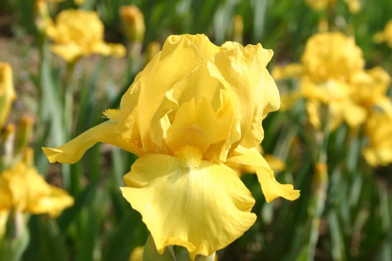 Iris Barbata-Media 'Harlow Gold' (Mittelhohe Bartschwertlilie)