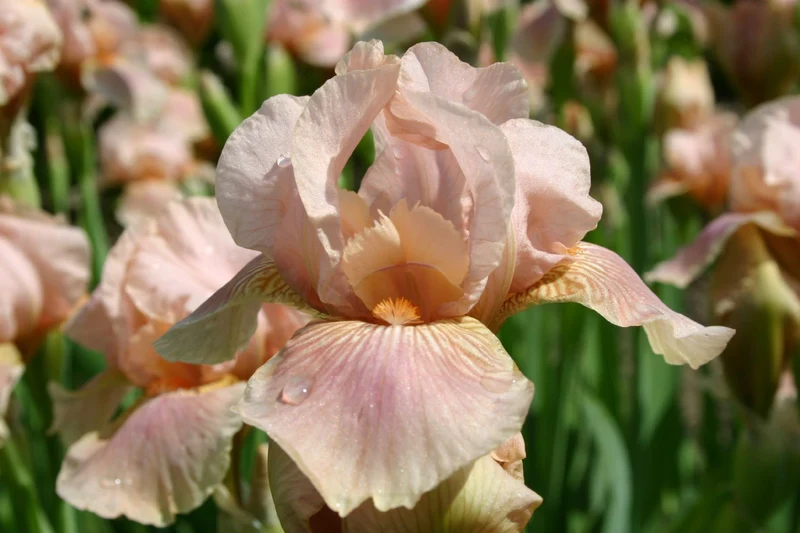 Iris Barbata-Media 'Flourish' (Mittelhohe Bartschwertlilie)