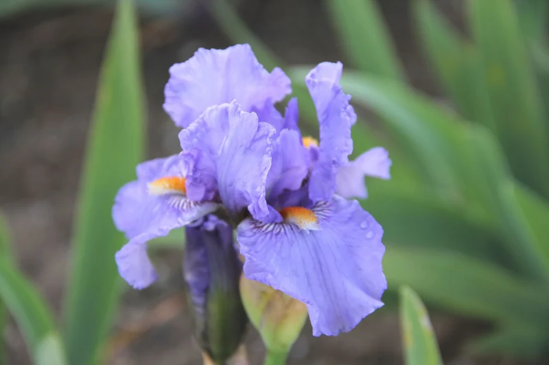 Iris Barbata-Media 'Fire in the Sky' (Mittelhohe Bartschwertlilie)