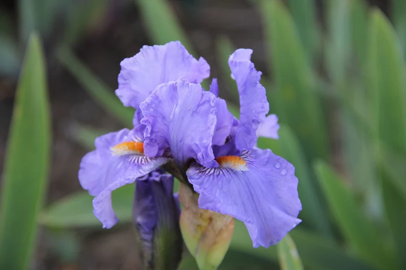 Iris Barbata-Media 'Fire in the Sky' (Mittelhohe Bartschwertlilie)
