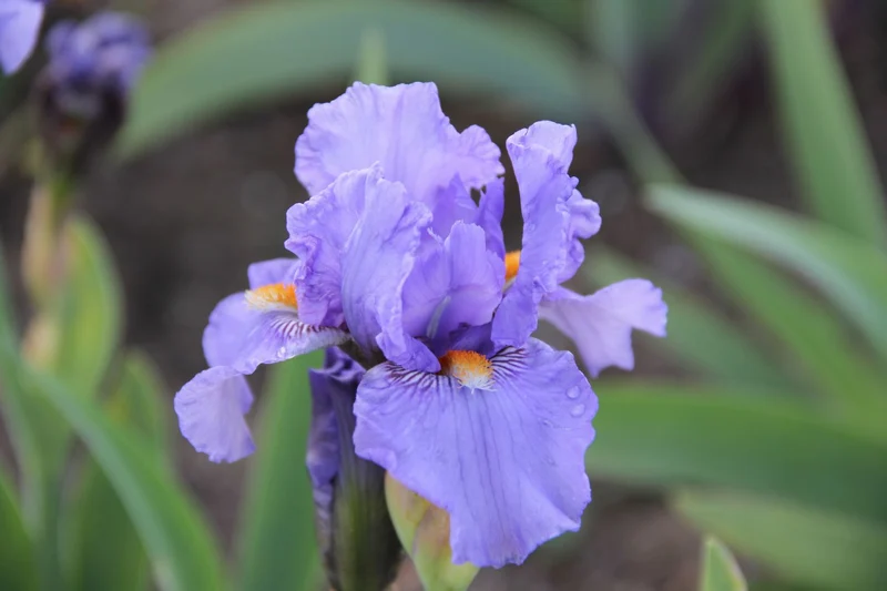 Iris Barbata-Media 'Fire in the Sky' (Mittelhohe Bartschwertlilie)