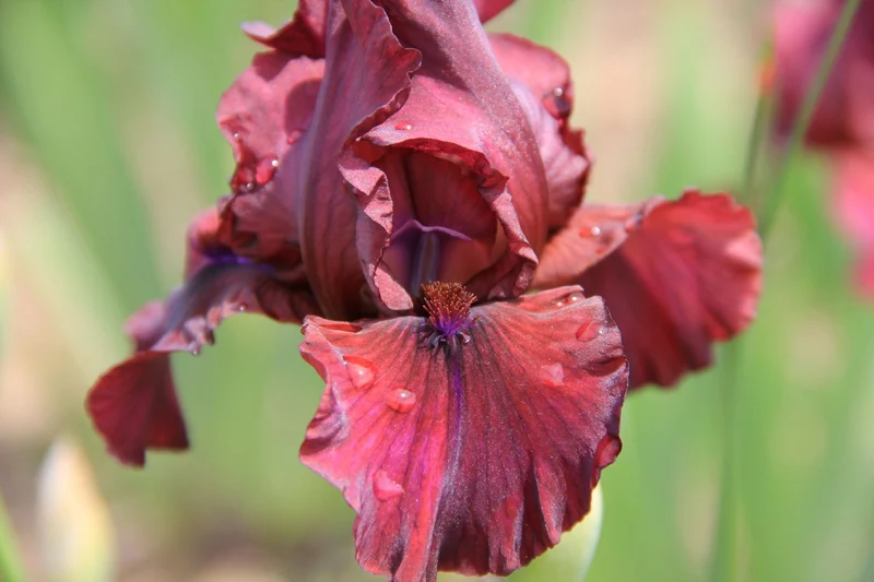 Iris Barbata-Media 'End Zone' (Mittelhohe Bartschwertlilie)