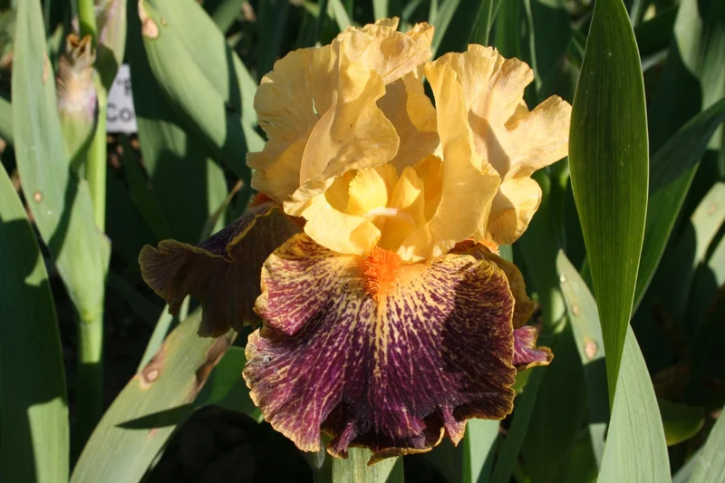 Iris Barbata-Media 'Delirium' (Mittelhohe Bartschwertlilie)