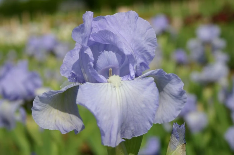 Iris Barbata-Media 'Bel Azur' (Mittelhohe Bartschwertlilie)