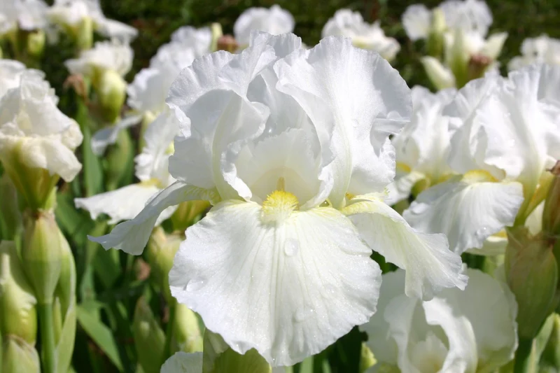 Iris Barbata-Media 'Avanelle' (Mittelhohe Garten-Schwertlilie)