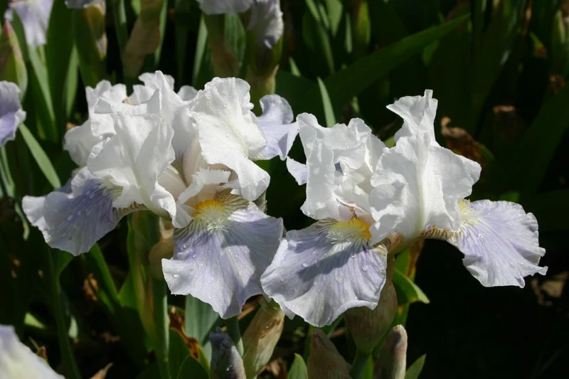 Iris Barbata-Media 'Antarctique' (Mittelhohe Bartschwertlilie)