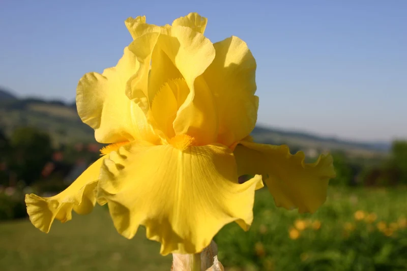 Iris Barbata-Elatior 'Tut's Gold' (Hohe Bartschwertlilie)