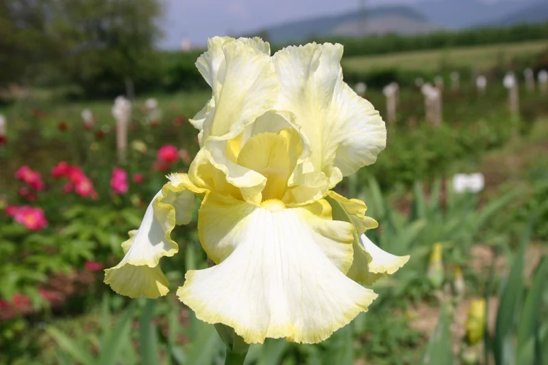 Iris Barbata-Elatior 'Total Recall' (Hohe Bartschwertlilie)