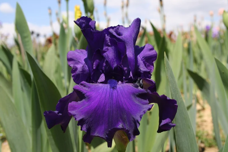 Iris Barbata-Elatior 'Titan's Glory' (Hohe Bartschwertlilie)