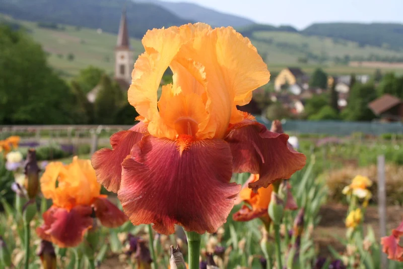 Iris Barbata-Elatior 'Torero' (Hohe Bartschwertlilie)