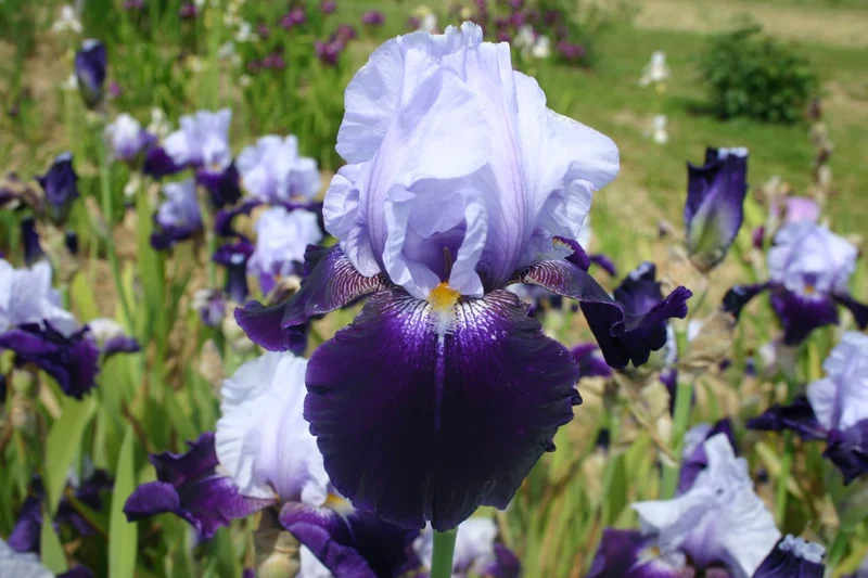 Iris Barbata-Elatior 'Tempting Fate' (Hohe Bartschwertlilie)