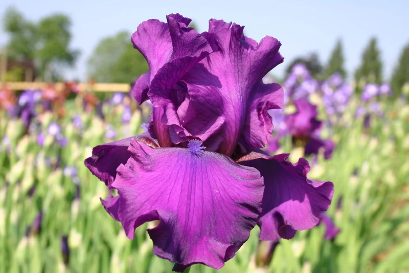 Iris Barbata-Elatior 'Sultry Mood' (Hohe Bartschwertlilie)