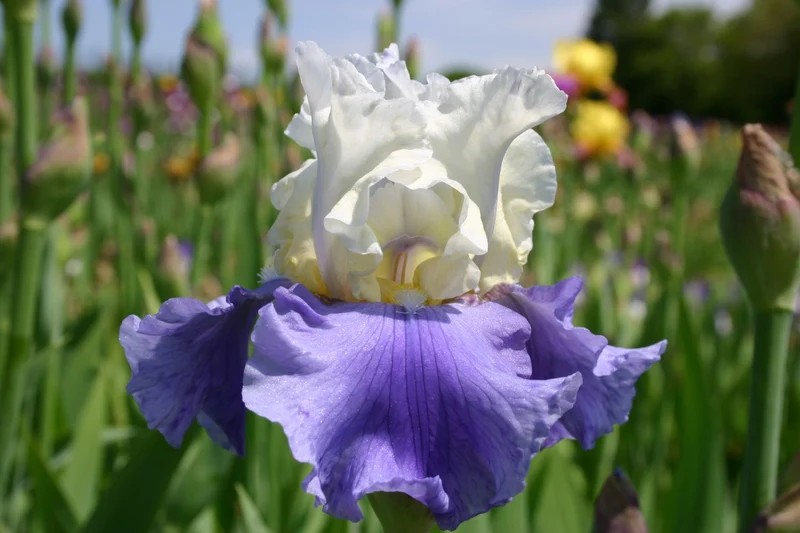 Iris Barbata-Elatior 'Stairway to Heaven' (Hohe Bartschwertlilie)