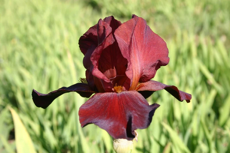 Iris Barbata-Elatior 'Spartan' (Hohe Bartschwertlilie)