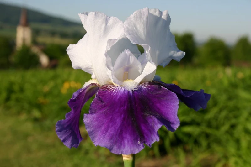 Iris Barbata-Elatior 'Snow Mound' (Hohe Garten-Schwertlilie)