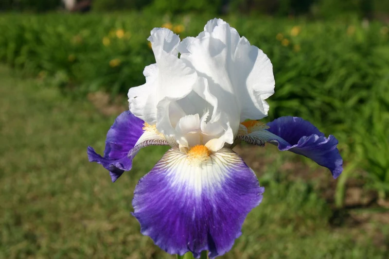 Iris Barbata-Elatior 'Ruban Bleu' (Hohe Bartschwertlilie)