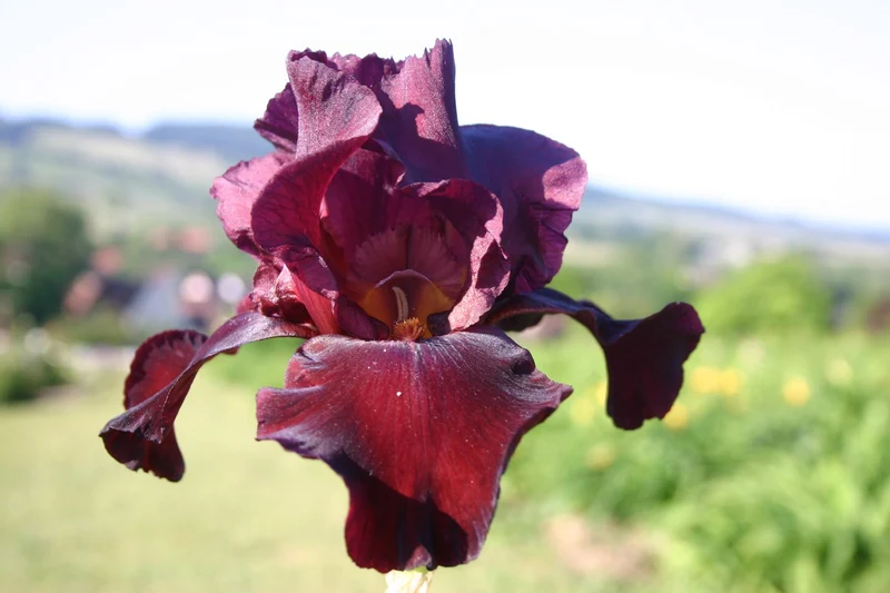 Iris Barbata-Elatior 'Royal Trumpeter' (Hohe Bartschwertlilie)