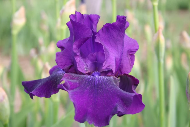 Iris Barbata-Elatior 'Rosalie Figge' (Hohe Bartschwertlilie)