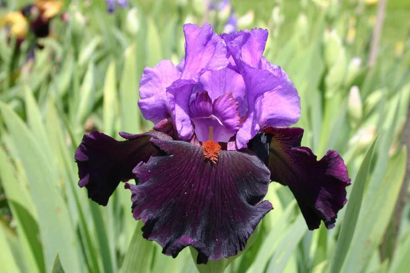 Iris Barbata-Elatior 'Romantic Evening' (Hohe Bartschwertlilie)