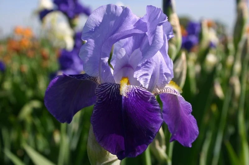 Iris Barbata-Elatior 'Rheintraube' (Hohe Garten Schwertlilie)