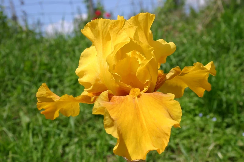 Iris Barbata-Elatior 'Reflets Safran' (Hohe Bartschwertlilie)