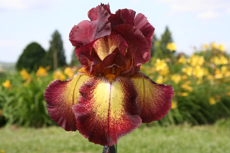 Iris Barbata-Elatior 'Provencal' (Hohe Bartschwertlilie)