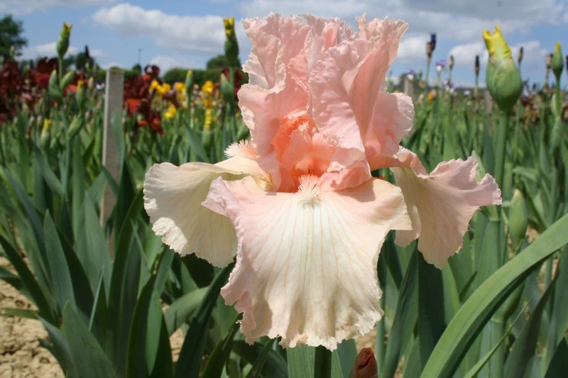 Iris Barbata-Elatior 'Perle Rose' (Hohe Bartschwertlilie)