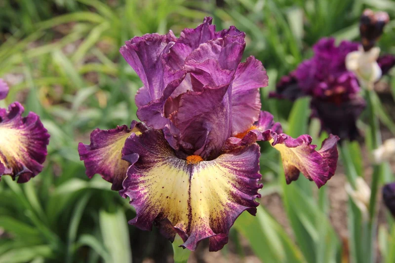 Iris Barbata-Elatior 'Out of the Dark' (Hohe Bartschwertlilie)