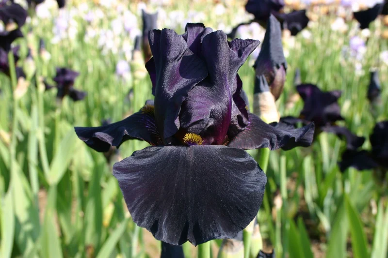 Iris Barbata-Elatior 'Old Black Magic' (Hohe Bartschwertlilie)
